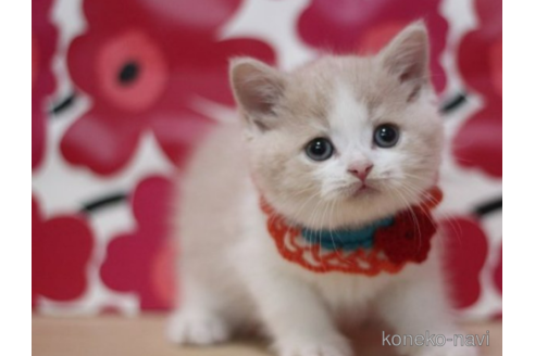 成約済の東京都のスコティッシュフォールド-70782の2枚目